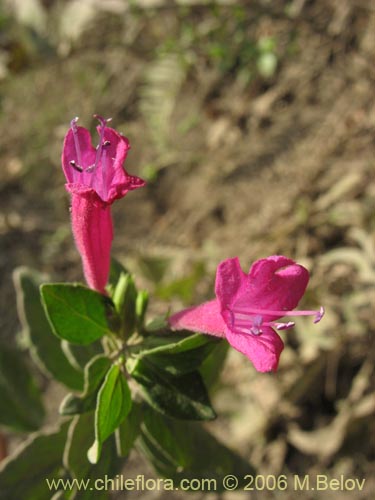 Image of Satureja multiflora (Menta de árbol / Satureja / Poleo en flor). Click to enlarge parts of image.